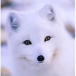 Fox pack's