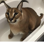 the premium vip peeps