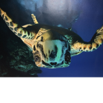 turtle boisssssss