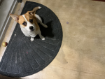 Puppy cwub