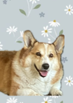 Corgi pros