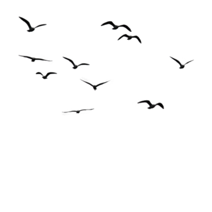 graffiti-512-birds-1 Roblox decal