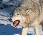 The_Wolves_xxXX