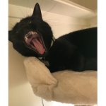if you love cats this is the place to go!