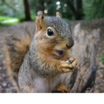 squirrelfanclubb