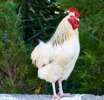 chicken HQ