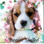 Do you like dogs? here is the best group for you!