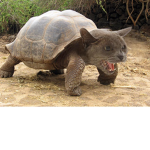 turtle cat group