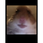 Rat Gangstar