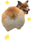 ღ Corgi Fans ღ