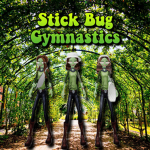 Stick Bugs Gymnastics