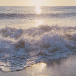 Saltline | Surf Shop