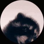 Vibing Racoons