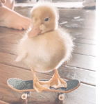 Duckies! :D