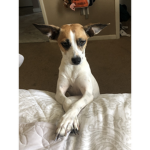 COCO FAN DOG