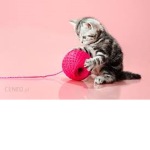 Kitty WooooW