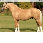 Horse back riding lessons for everyone