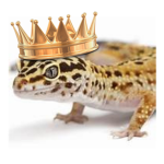 Gecko kingdom