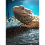 Sassy potato.