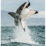 Nation of Sharks