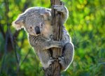 koala queen