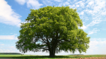 Tree Stuff