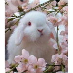 Bunnybop