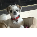 #Puppy Loving Group