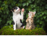 dogs and cats are the same