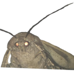 the moth place