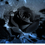 *~ Black Roses Swim Team ~*