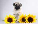 Pug luvers