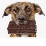 Dogs are cute group
