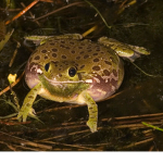 The Bog but epic