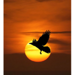 Crow Fans Only