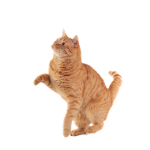 kitty cat cool boy haaaaaaaaaaaaaaaaapy