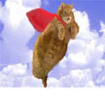 flying cats