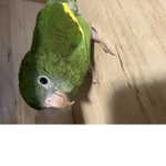 Why me birds