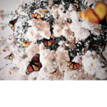 _The Butterfly Squad_