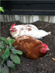 epic chickens