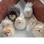 Little Doggo Squad