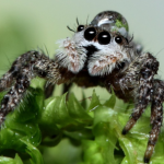 Jumping Spiders <3