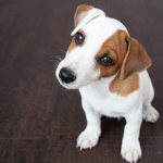 PuppyWareW