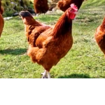 The Chicken fan cIub