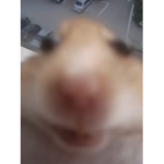 OwOakana