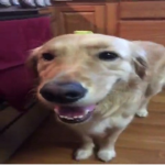 Butter dog clan