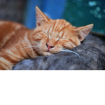 The Ginger Kitties