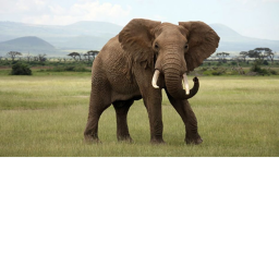 elephant party
