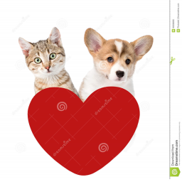 Animals Flags!