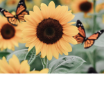 Butterfly sunflower squad